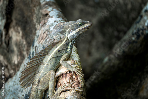 Jesus Christ lizard Basilisks Basilisk animal costa rica  photo