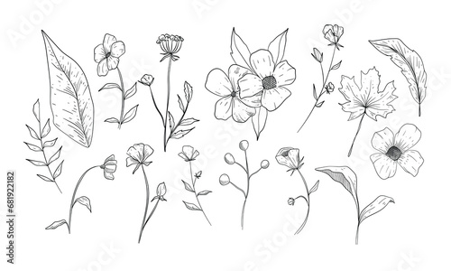 flower and plant handdrawn illustration engraving
