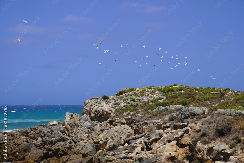 Coastal Cliffscape with Flock of Birds on the Eyre Peninsula