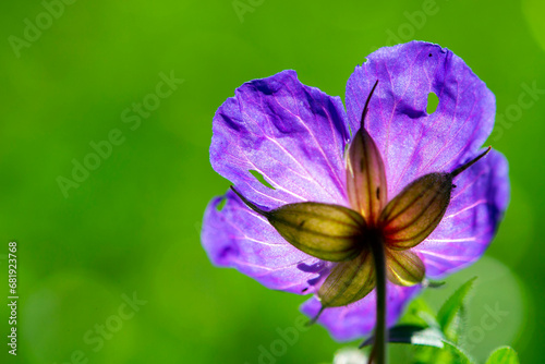 Beautiful blooming flower with purple petals and green leaves on a blurred green background on a sunny summer day close up. Natural background nature backdrop