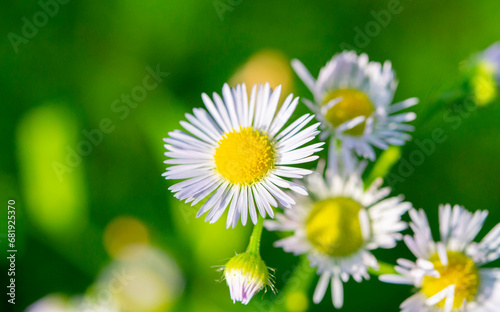 Many small flowers with small white petals  yellow stamen on green stem on green background. Natural nature background. Nature backdrop