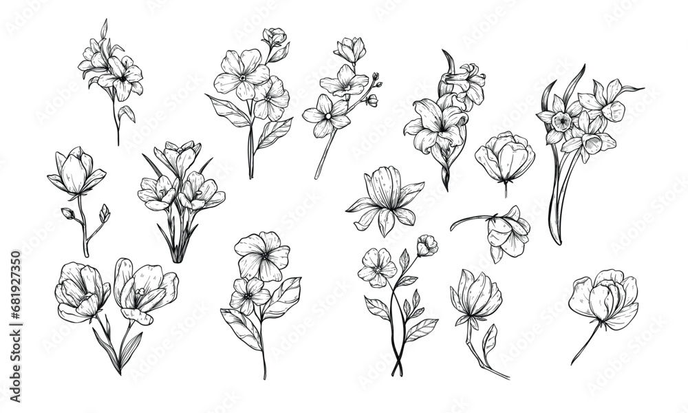tulip flowers handdrawn illustration engraving tulip flowers handdrawn illustration engraving