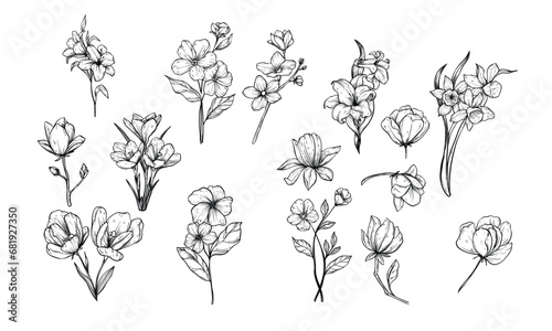 tulip flowers handdrawn illustration engraving