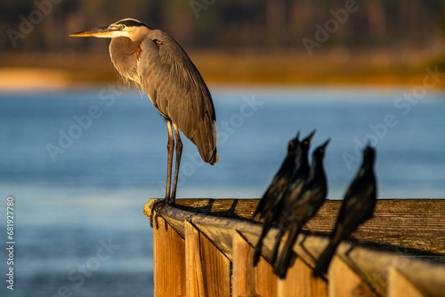 Great Blue Heron on Railing with blurred Boat-tailed Grackles in foreground  photo
