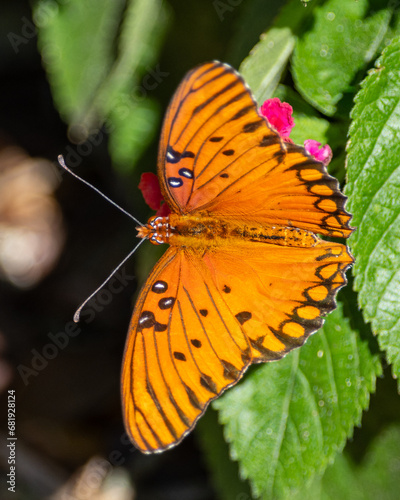 Gulf Fritillary on Latana flowers photo