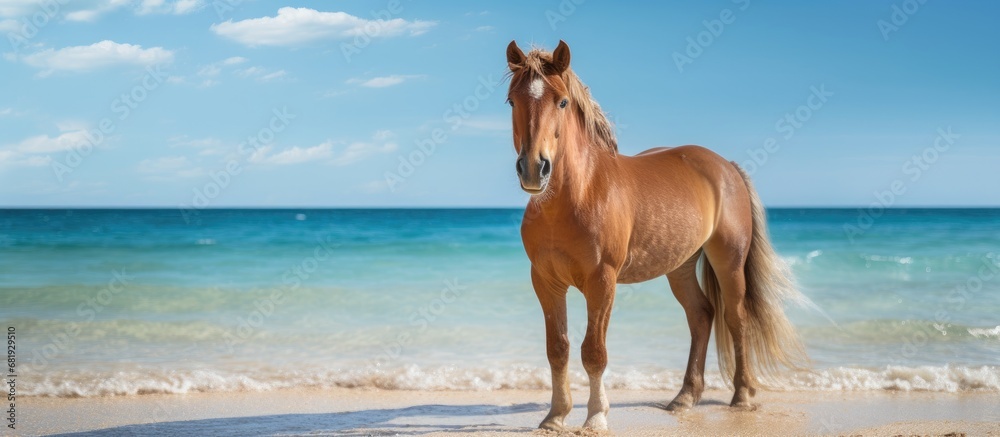 On the picturesque Spanish island, a feral pony, a descendant of the Banker horse breed, gracefully grazed by the seashore, blending harmoniously with the untouched nature and diverse wildlife of the On the picturesque Spanish island, a feral pony, a descendant of the Banker horse breed, gracefully grazed by the seashore, blending harmoniously with the untouched nature and diverse wildlife of the