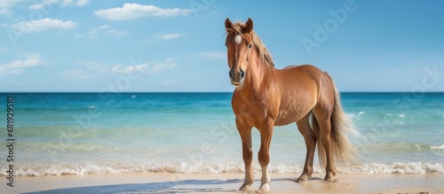 Photographie On the picturesque Spanish island, a feral pony, a descendant of the Banker hors