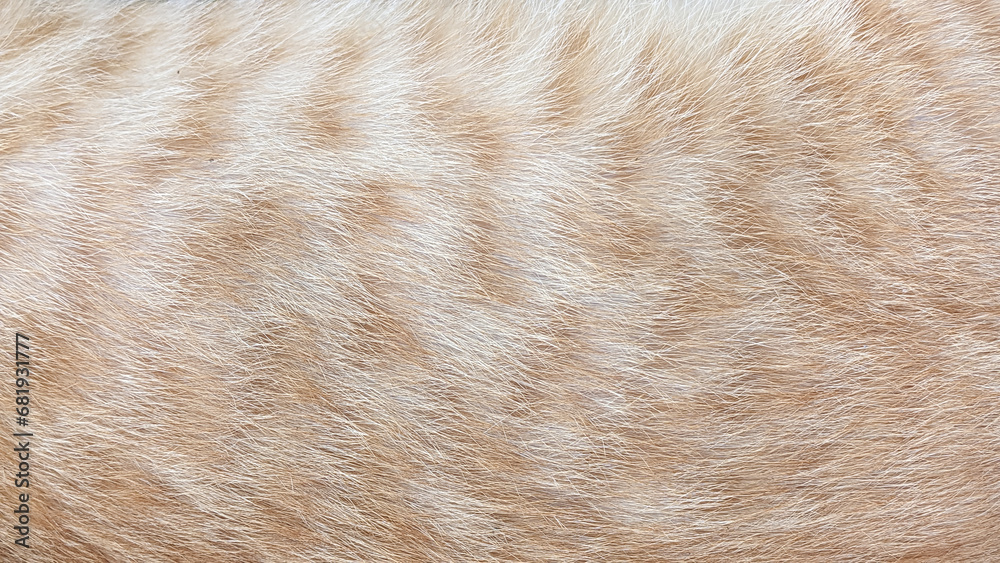 orange cat fur texture for background orange cat fur texture for background