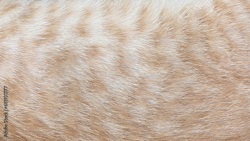 Photography orange cat fur texture for background