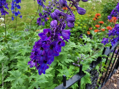 Purple Delphiniums in the Garden