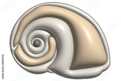 shells on a white background