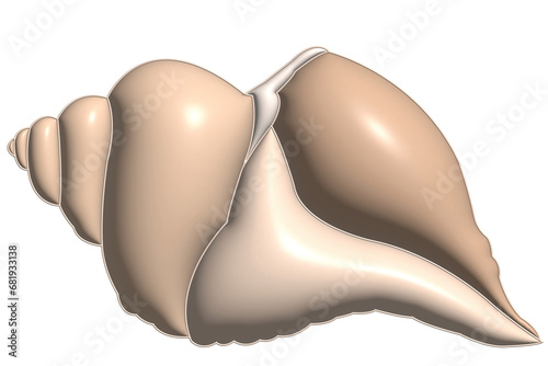 Photography shells on a white background