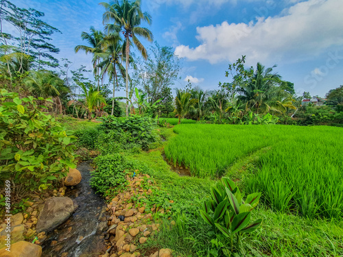 Tranquil Countryside Landscape with Green Fields and Coconut Trees Under a Blue Sky. Use for Agricultural concept or wallpaper. 