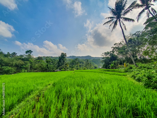 Tranquil Countryside Landscape with Green Fields and Coconut Trees Under a Blue Sky. Use for Agricultural concept or wallpaper. 