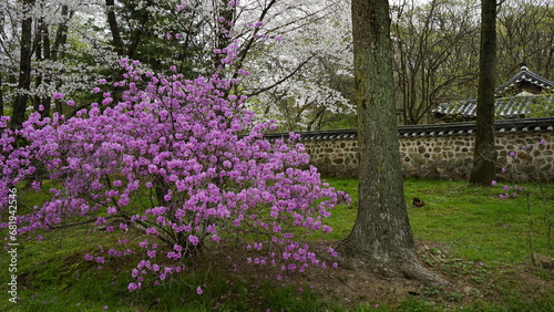 김포 장릉에는 문화재인 정원과 한옥 건축물이 봄풍경과 함께 아름답게 꽃들이 피었습니다