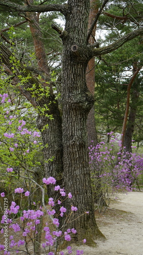 Fototapeta Naklejka Na Ścianę i Meble -  김포 장릉에는 문화재인 정원과 한옥 건축물이 봄풍경과 함께 아름답게 꽃들이 피었습니다