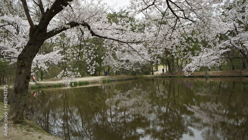 Wallpaper Mural 김포장릉에는 한옥 문화재건축과 봄풍경의 아름다운 꽃들과 연못이 있는 풍경입니다 Torontodigital.ca