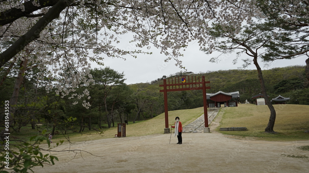 Fototapeta premium 김포장릉에는 한옥 문화재건축과 봄풍경의 아름다운 꽃들과 연못이 있는 풍경입니다