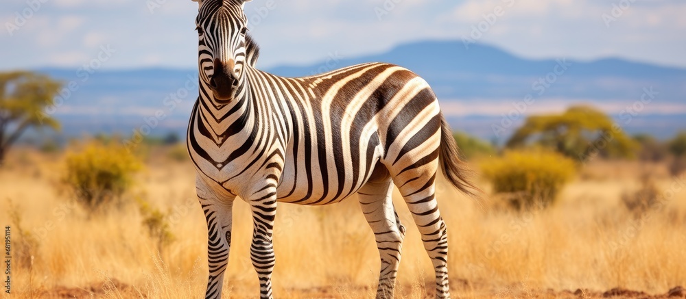 Obraz premium In the wild, a majestic zebra gracefully roams the colorful plains, adding a vibrant touch to the diverse wildlife. Its equine features and black-and-white striped coat make it easily distinguishable