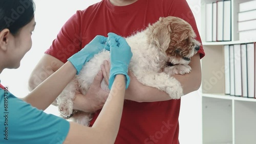 Animal treatment and veterinarians, doctors examining dogs to find the cause of illness, vaccinating dogs, taking close care of pets' bodies to keep them healthy, taking pets for annual vaccinations.