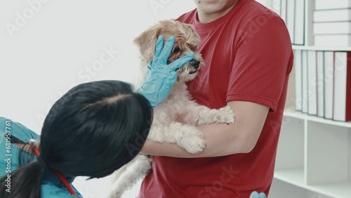 Animal treatment and veterinarians, doctors examining dogs to find the cause of illness, vaccinating dogs, taking close care of pets' bodies to keep them healthy, taking pets for annual vaccinations.