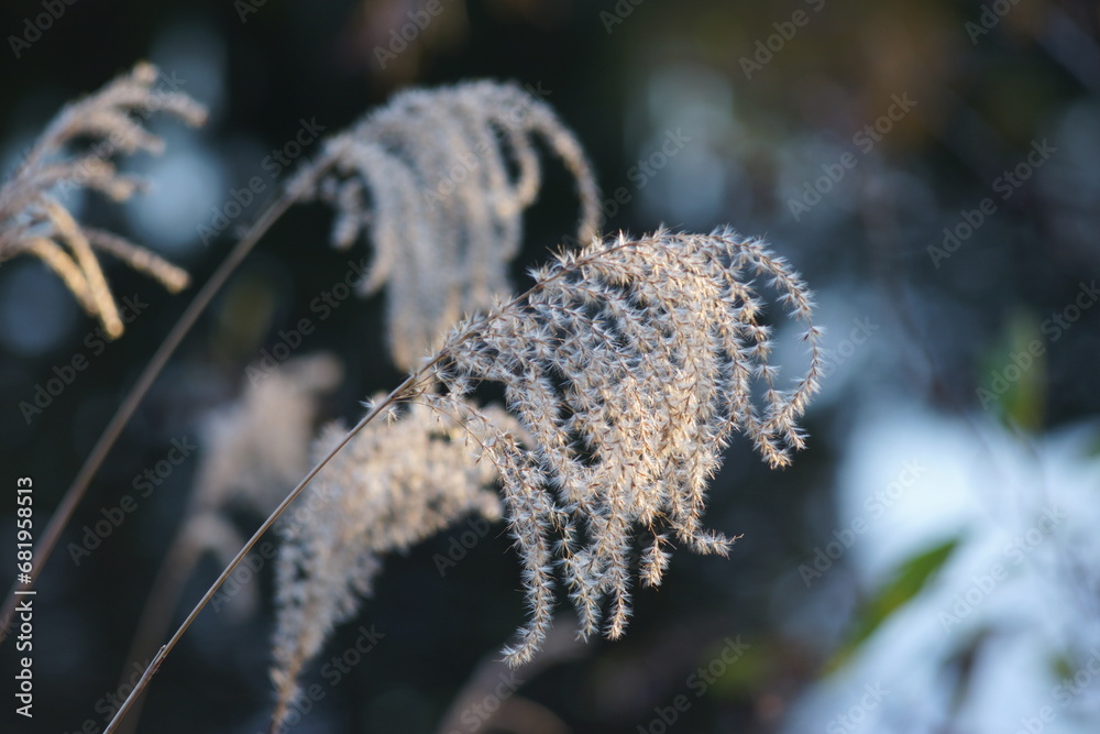 Obraz premium ススキの種子