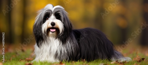 The domestic dog, a loyal companion and friend, is a popular pet, particularly the puppy stage when its agility and playfulness is charming. One such breed, the Tibetan Terrier, is known for being a