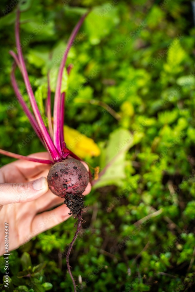 harvesting a beetroot in a home vegetable garden on a farm in australia. picking healthy veggies for lunch harvesting a beetroot in a home vegetable garden on a farm in australia. picking healthy veggies for lunch