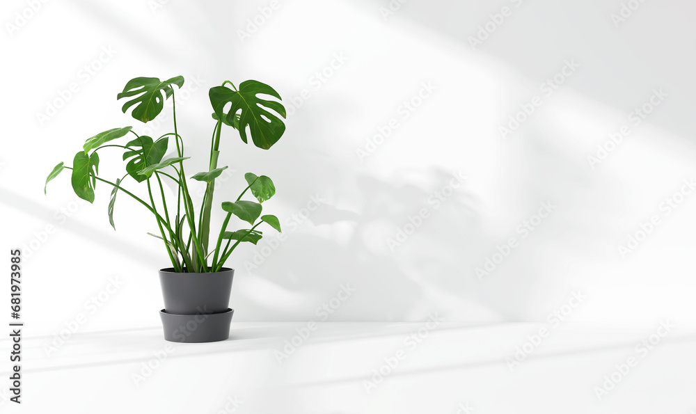 Green tropical giant monstera tree plant in sunlight, soft shadow on white wall room for luxury organic cosmetic, skincare, body care, beauty product background, interior design decoration 3D Green tropical giant monstera tree plant in sunlight, soft shadow on white wall room for luxury organic cosmetic, skincare, body care, beauty product background, interior design decoration 3D
