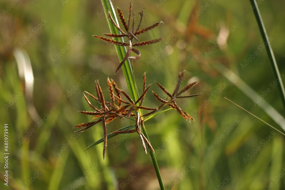 Closeup of nature. Brown grass, Blurred background. Nut grass. Closeup of nature. Brown grass, Blurred background. Nut grass.