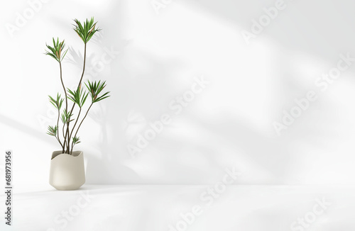 Green tropical tree plant in sunlight, soft shadow on white wall room for luxury organic cosmetic, skincare, body care, beauty product background, interior design decoration 3D