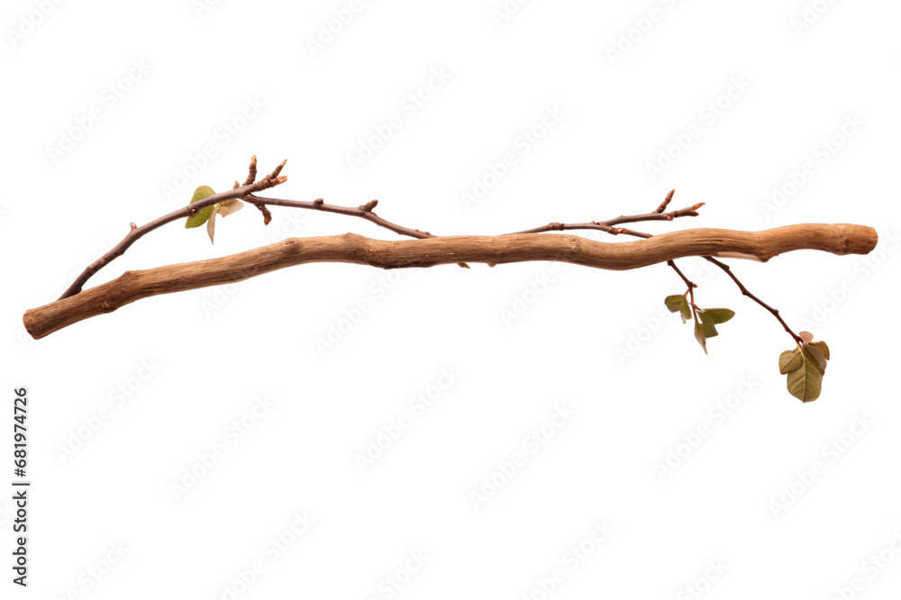 branch or twig of a tree isolated on a transparent background, a branch of birch PNG for decorative mockups or template background, a Wooden Stick or stem with buds, birch branch