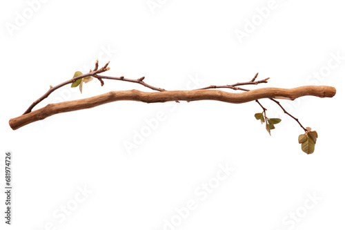 branch or twig of a tree isolated on a transparent background, a branch of birch PNG for decorative mockups or template background, a Wooden Stick or stem with buds, birch branch