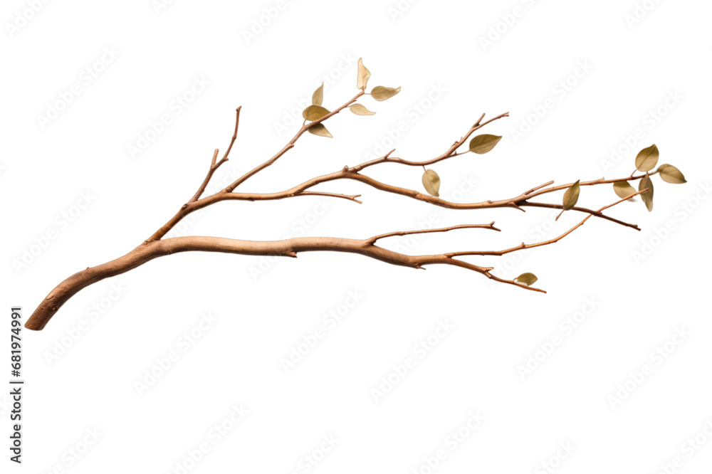 branch or twig of a tree isolated on a transparent background, a branch of birch PNG for decorative mockups or template background, a Wooden Stick or stem with buds, birch branch branch or twig of a tree isolated on a transparent background, a branch of birch PNG for decorative mockups or template background, a Wooden Stick or stem with buds, birch branch