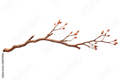 branch or twig of a tree isolated on a transparent background, a branch of birch PNG for decorative mockups or template background, a Wooden Stick or stem with buds, birch branch photo