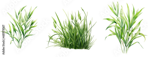 Watercolor Grass Trio on Transparent Background