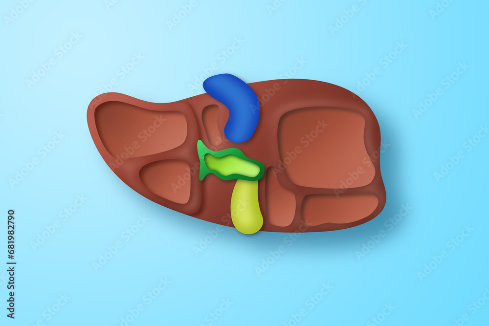 Obraz premium Paper craft of the human liver on blue background. Cross section of human liver for health care concept.