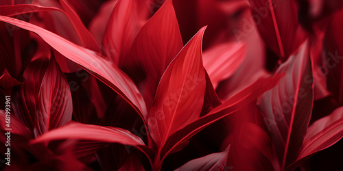 Red Leaf Cordyline Fruticosa Background and Space