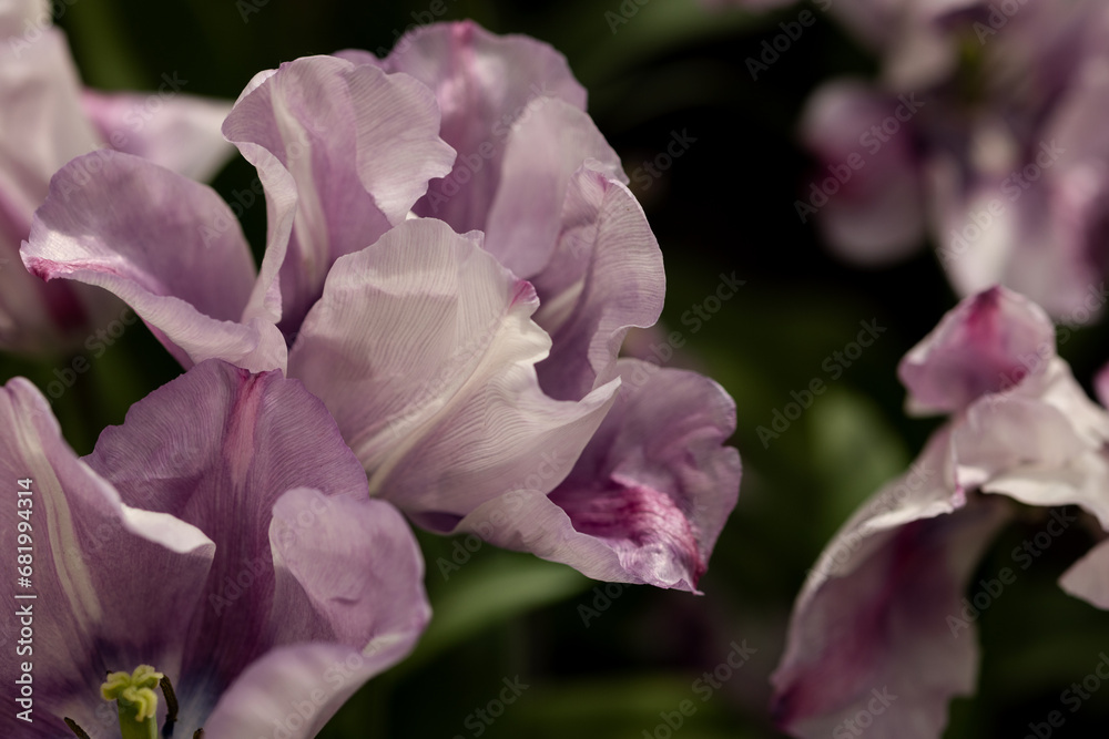 Petals of light lilac large tulips , curly flower close-up Petals of light lilac large tulips , curly flower close-up
