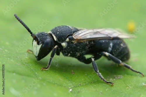 Closeup on a male Large Yellow-face Bee, Hylaeussignatus sitting on a green leaf
