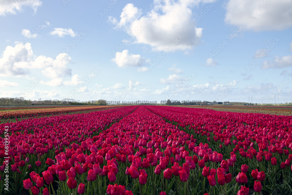 A field of blooming burgundy tall tulips with aisles between the rows