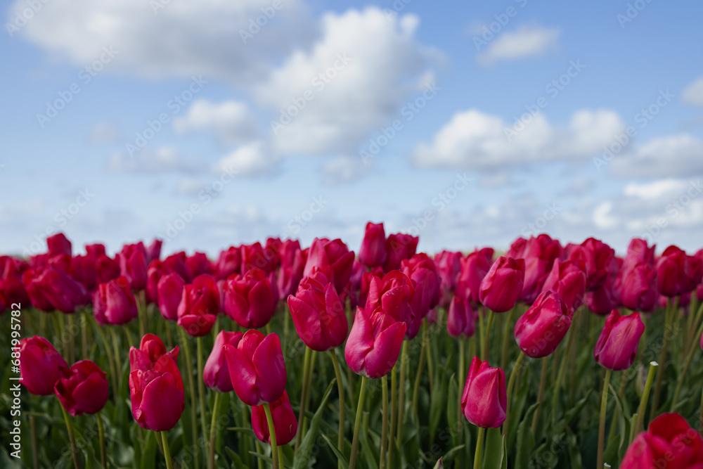 Red tulips closed on high stems against a blue sky with fluffy white clouds