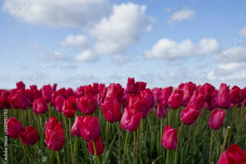 Red tulips closed on high stems against a blue sky with fluffy white clouds