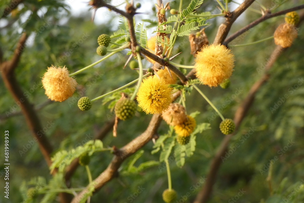 Yellow flowerbulbs branch with leaves Yellow flowerbulbs branch with leaves