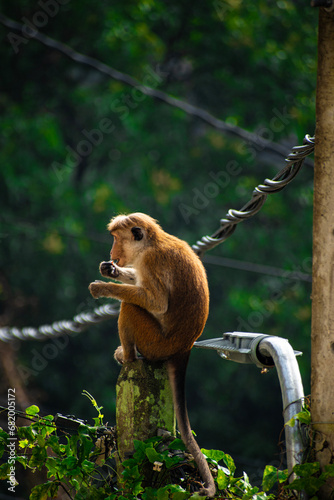 Photography Picture of the toque macaque (Macaca sinica) is a reddish brown coloured Old Wor