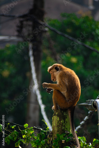 Picture of the toque macaque (Macaca sinica) is a reddish brown coloured Old World monkey endemic to Sri Lanka