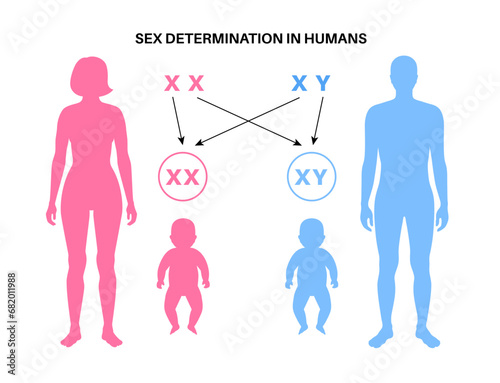 Sex Determination in Humans
