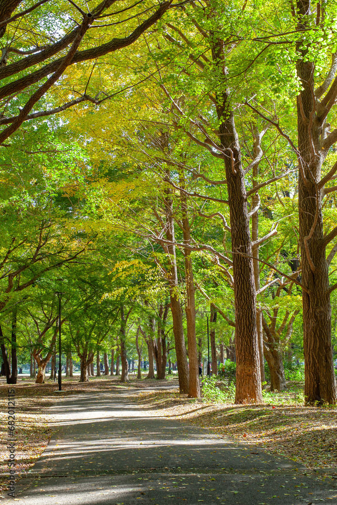 Autumn Foliage in Tokyo