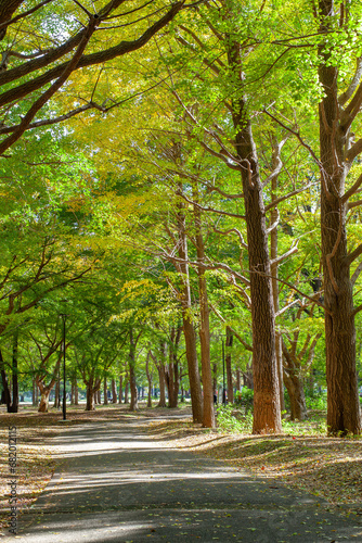 Autumn Foliage in Tokyo