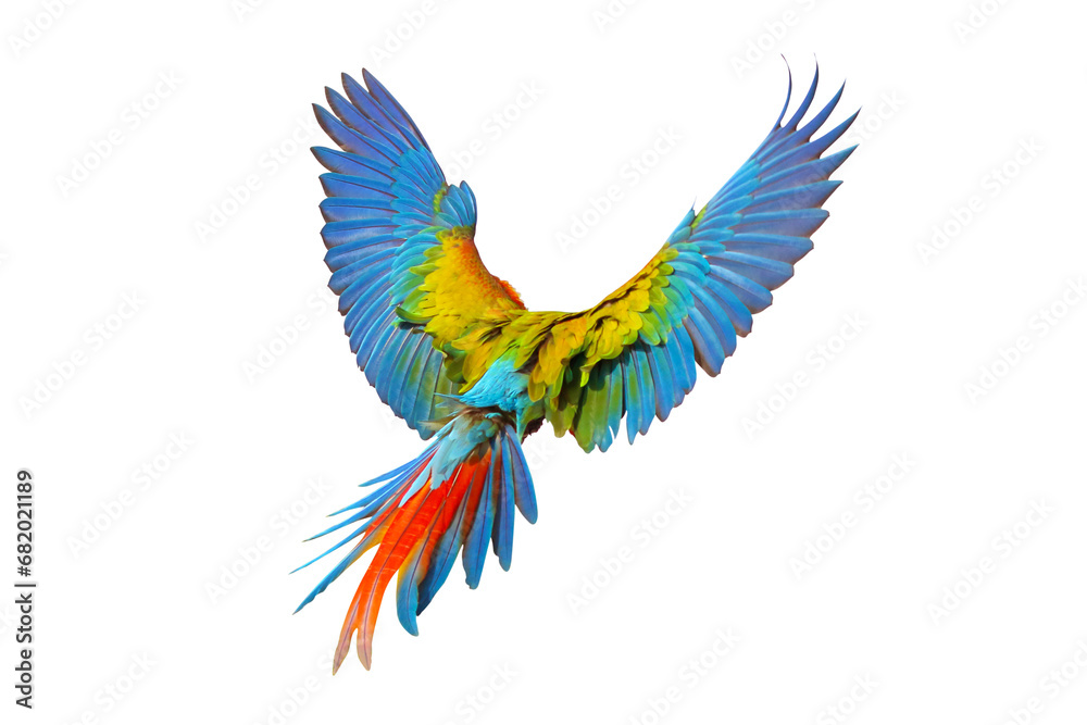 Colorful feathers on the back of Shamlet macaw isolated on transparent background png file
